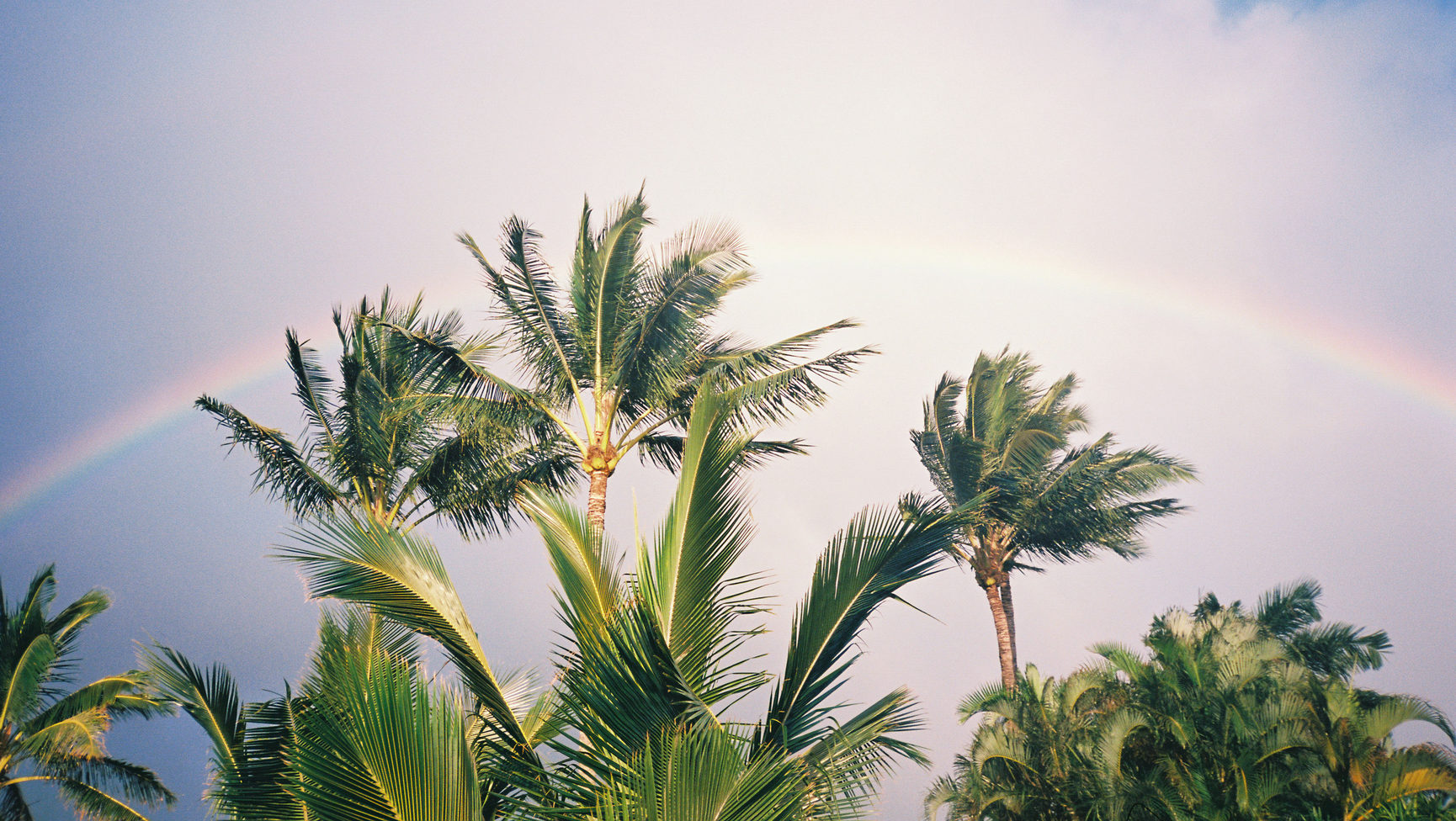 Palm trees with a rainbow behind.